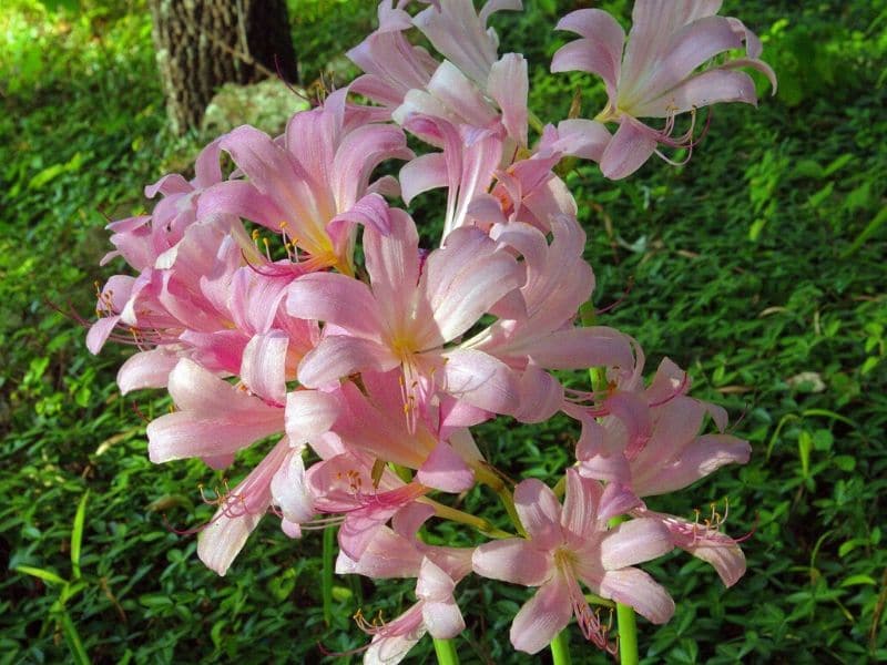 pink surprise lily