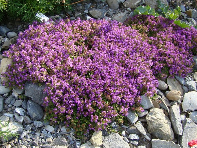 pink thyme