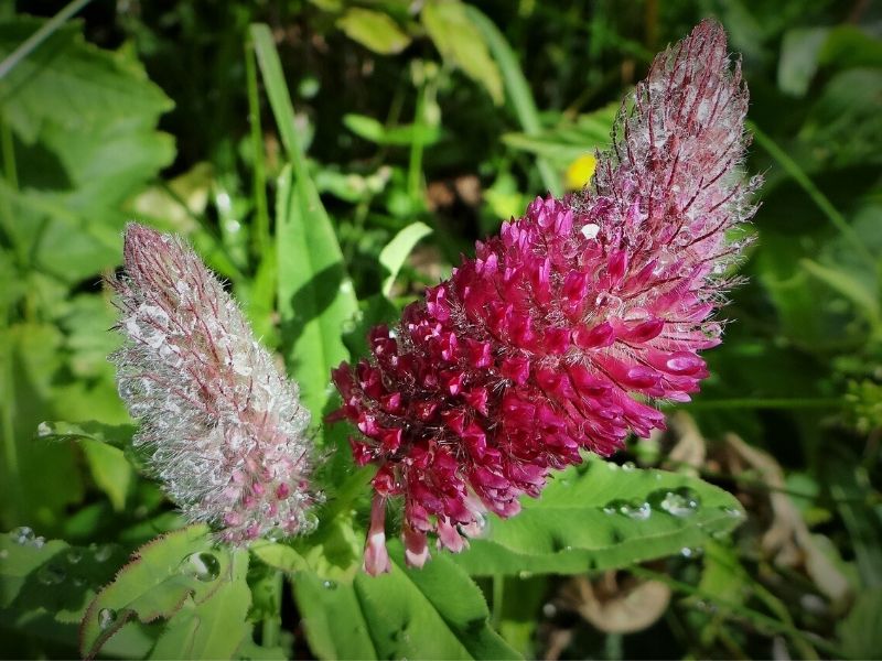 pink trifolium rubens