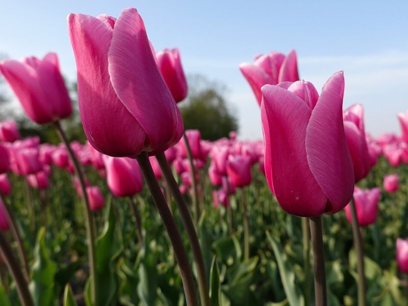 pink tulips