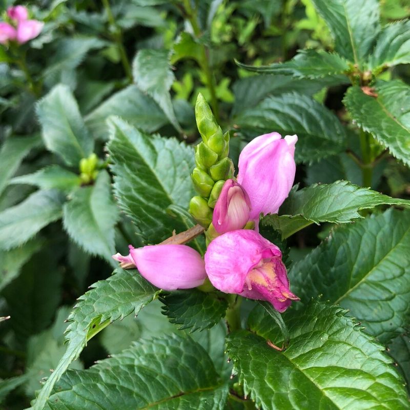 pink turtlehead