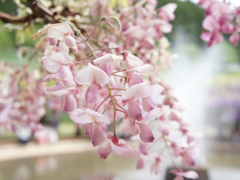 pink wisteria