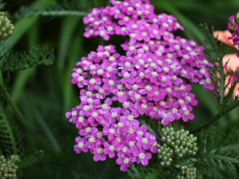 pink yarrow