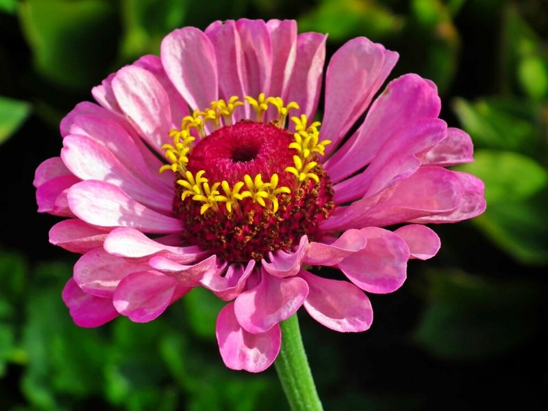 pink zinnia