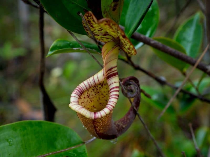 Pitcher Plant