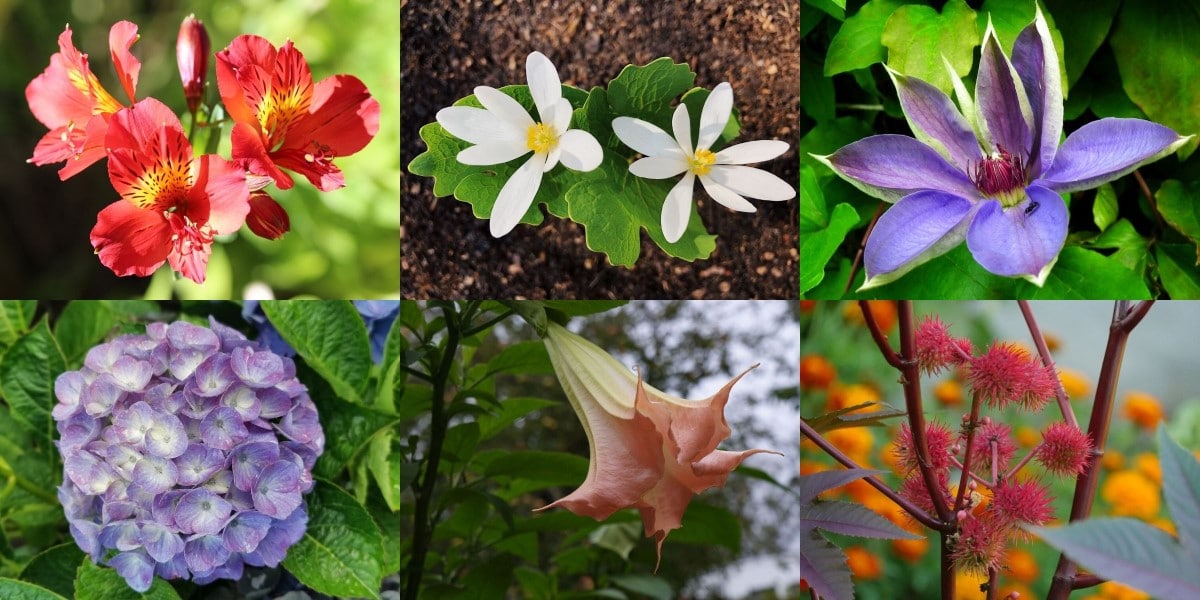 Top 30 Poisonous Flowers And Toxic Plants To Watch Out For Florgeous