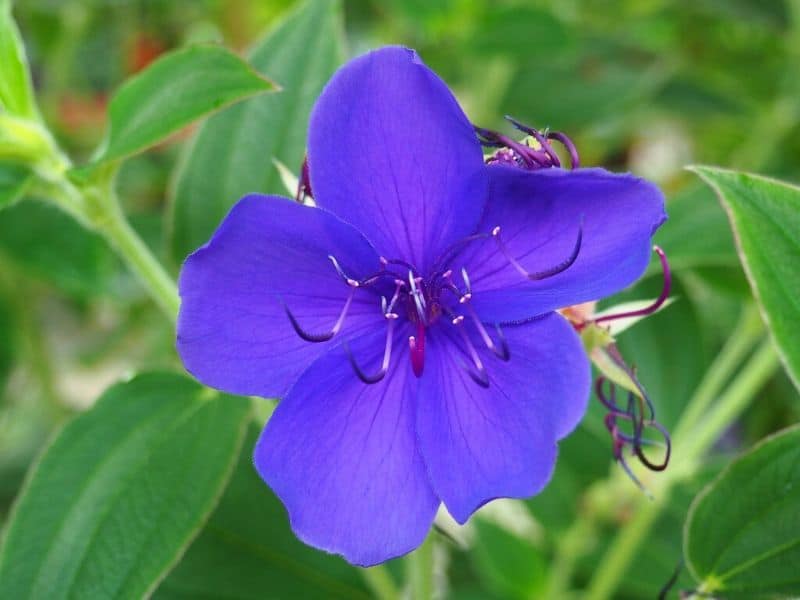 Princess Flower