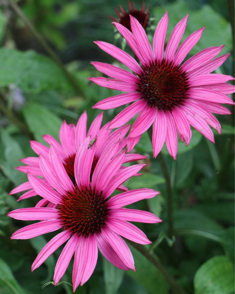 purple coneflower colors