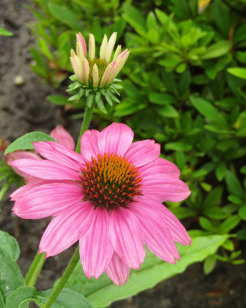 purple coneflower images