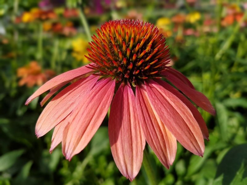 when to transplant purple coneflower