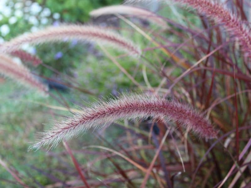 purple fountain grassvvv