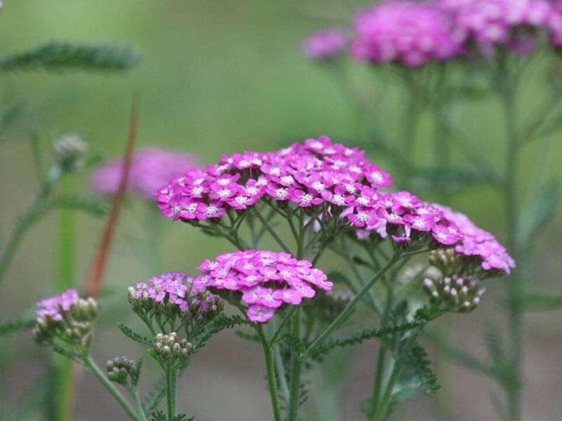 purple yarrow