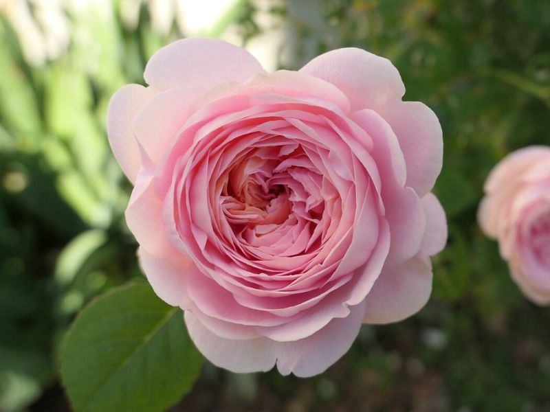 queen of sweden rose