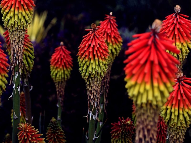 red hot poker