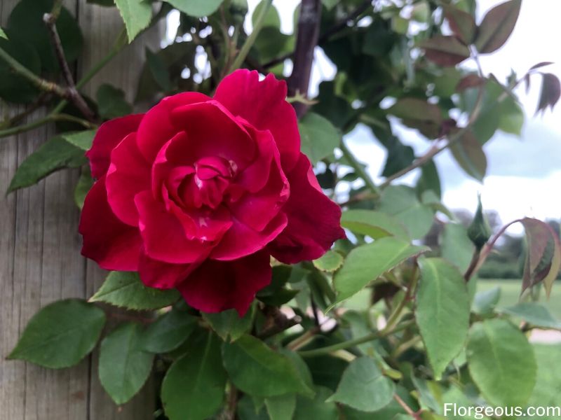  Signification de la rose rouge 