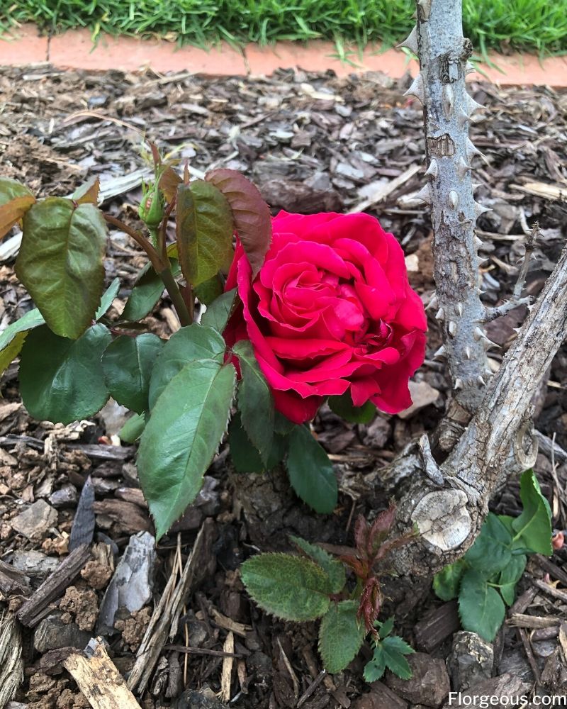  red rose plant