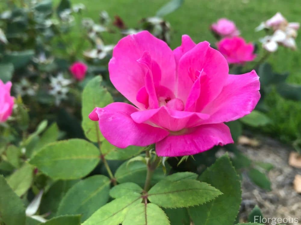 rosa radcon pink knockout