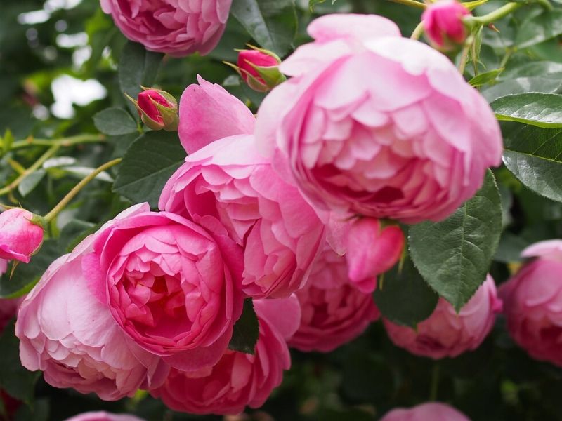 rosa royal jubilee