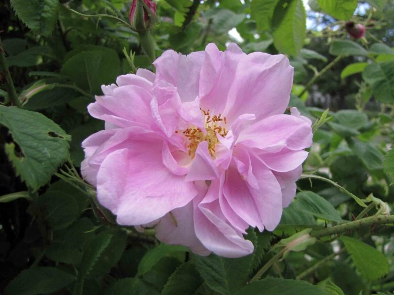 rosa trigintipetala