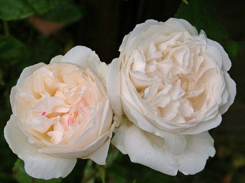 rosa winchester cathedral