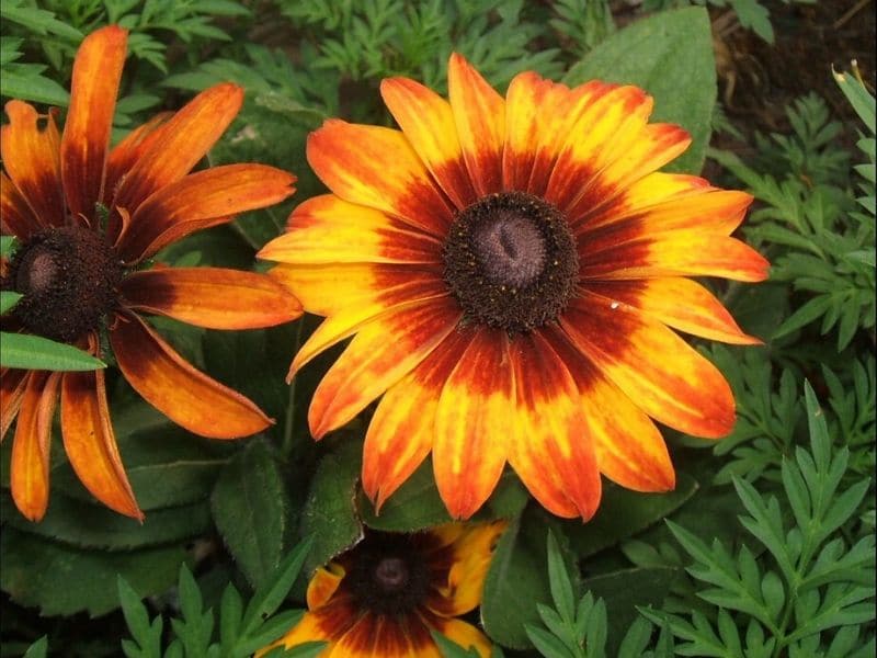 rudbeckia hirta autumn colors