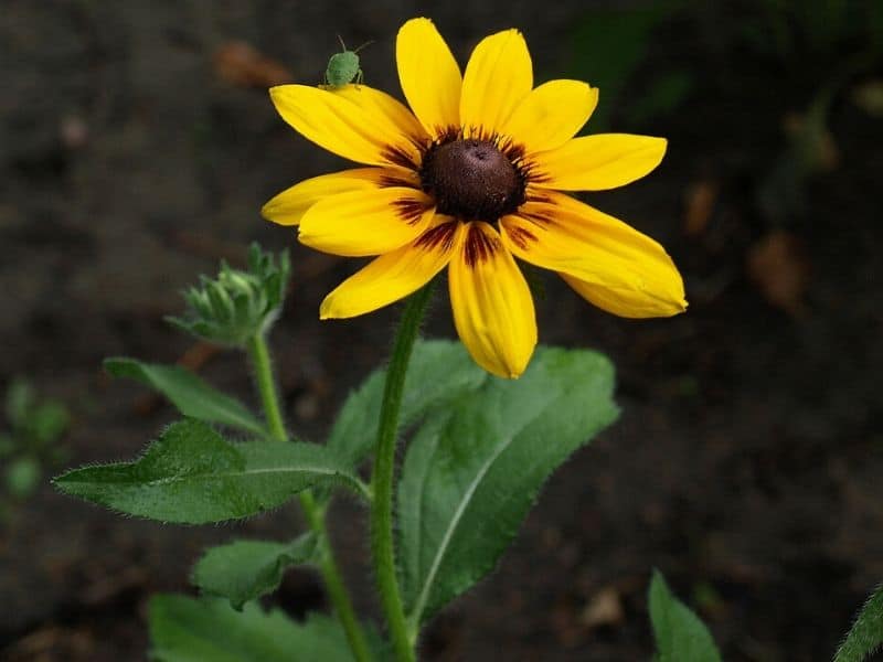 Yellow Flower With Brown Center Name Jack Frost 