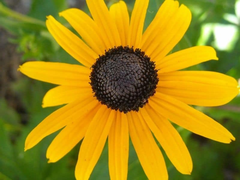 rudbeckia hirta indian summer