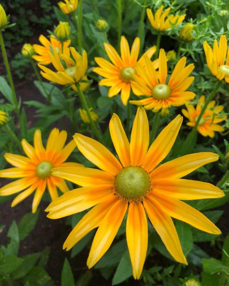 rudbeckia hirta prairie sun