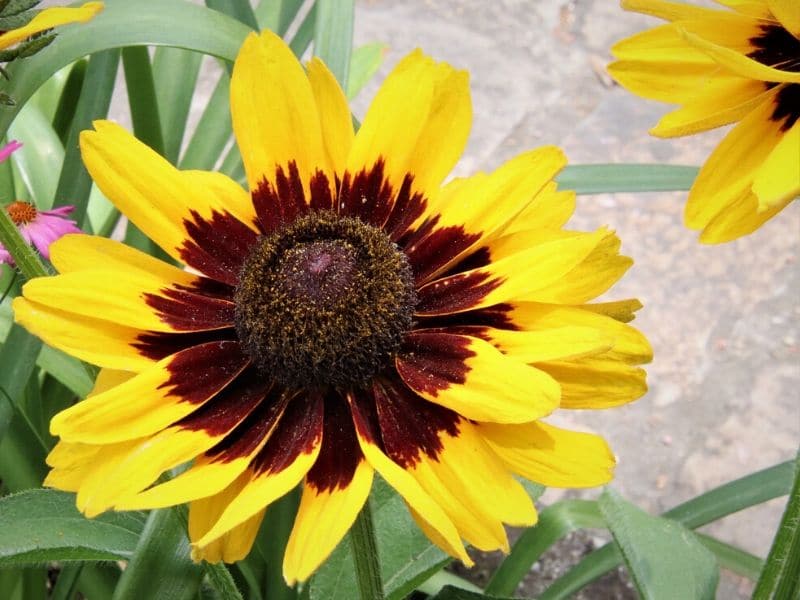 rudbeckia hirta rustic dwarf