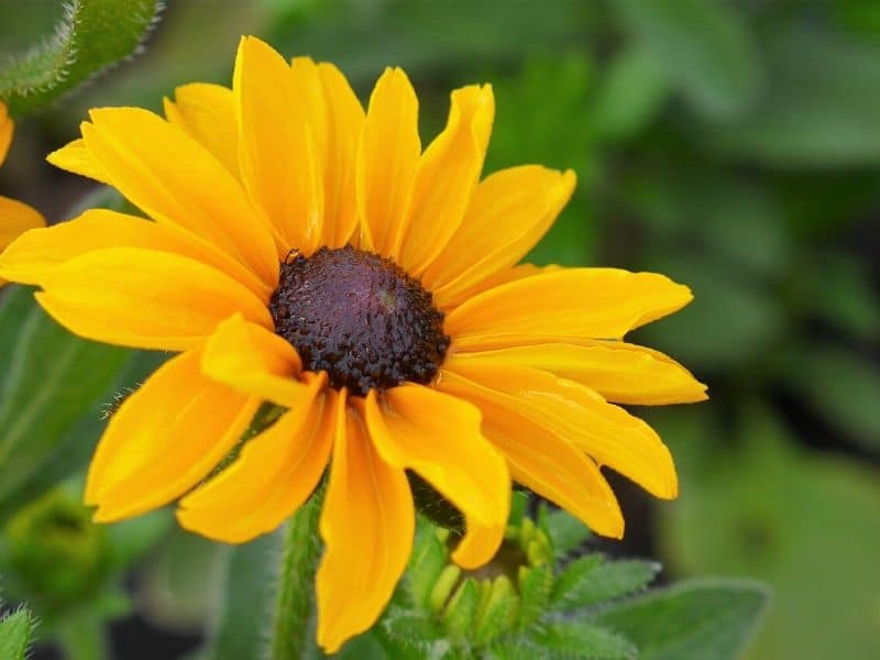 rudbeckia hirta toto gold