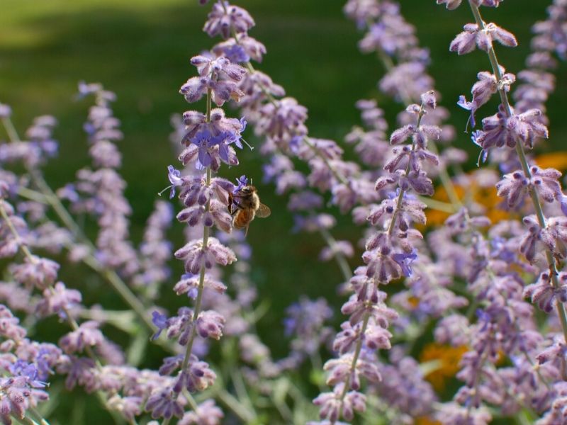 russian sage