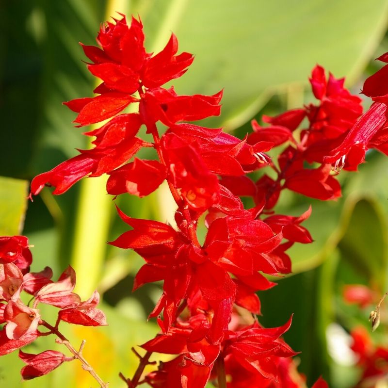 salvia splendens