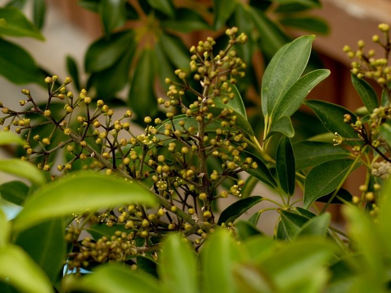 schefflera arboricola