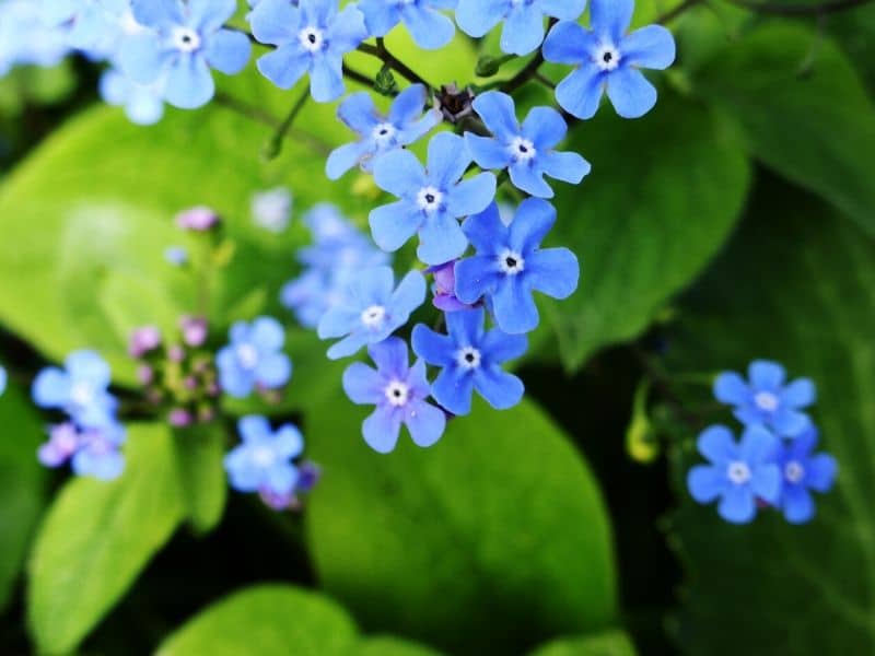 siberian bugloss