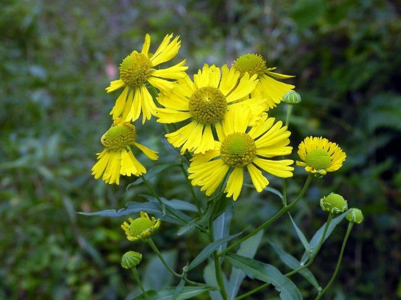 Sneezeweed