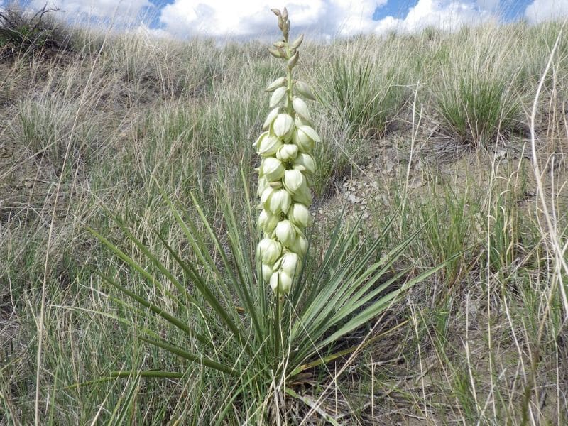 Soapweed Yucca