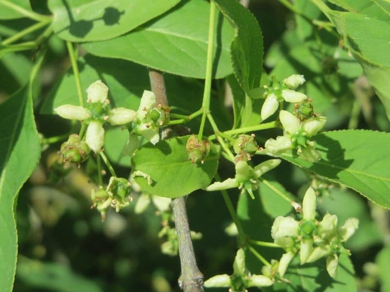 spindle tree