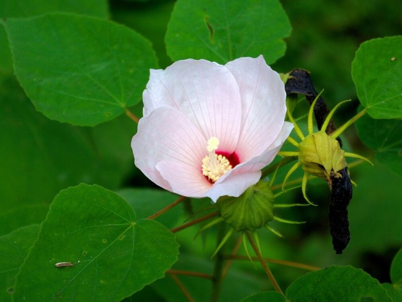 swamp rosemallow