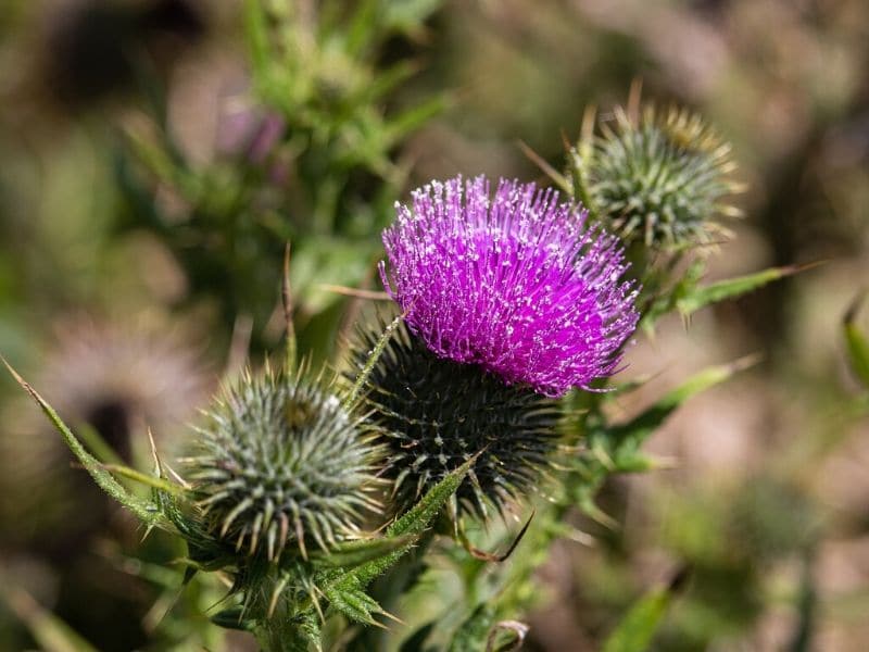 Thistle