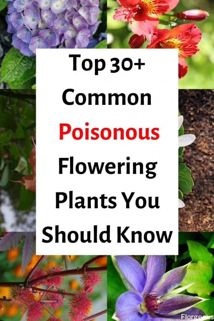 30 Common Poisonous Flowering Plants You Must Know To Avoid Florgeous