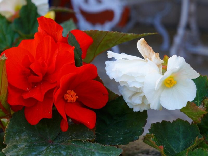 tropical begonia