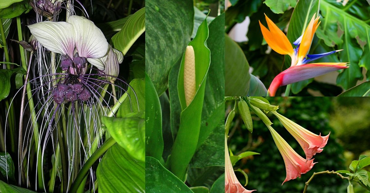40 Best Tropical Flowers You Should Know With Pictures Florgeous