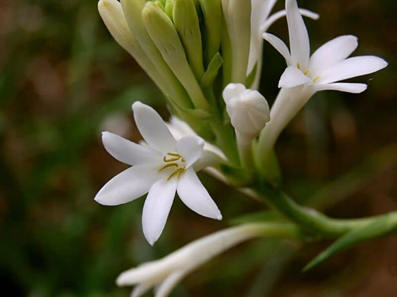 Tuberose