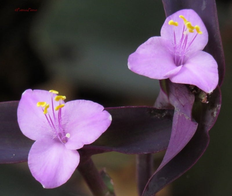 wandering jew