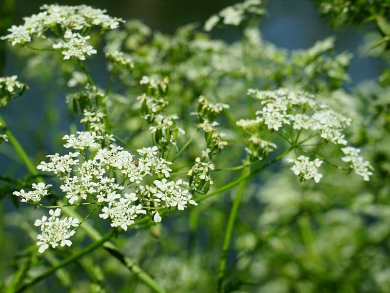 water hemlocks