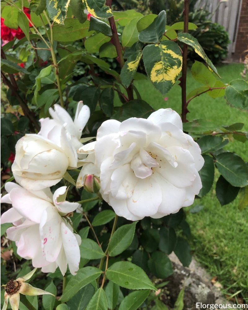 white gulab flower