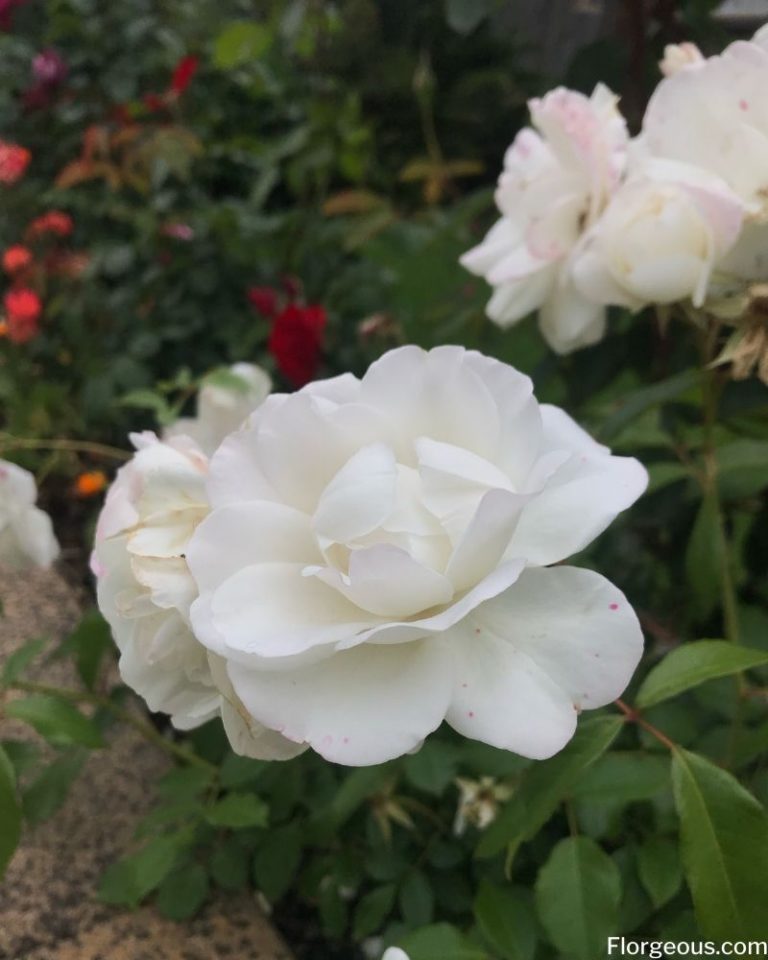 White Roses Meaning, Symbolism and Varieties You Can Grow