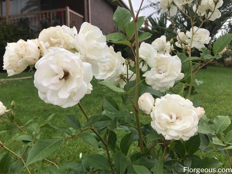 Different Types Of White Roses