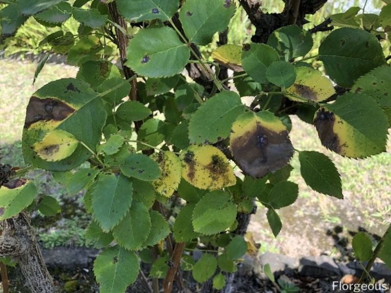 19 Common Rose Diseases and Pests Every Gardener Should Know