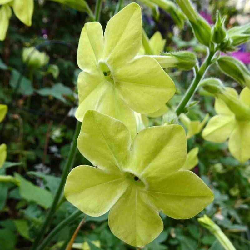 nicotiana flowers